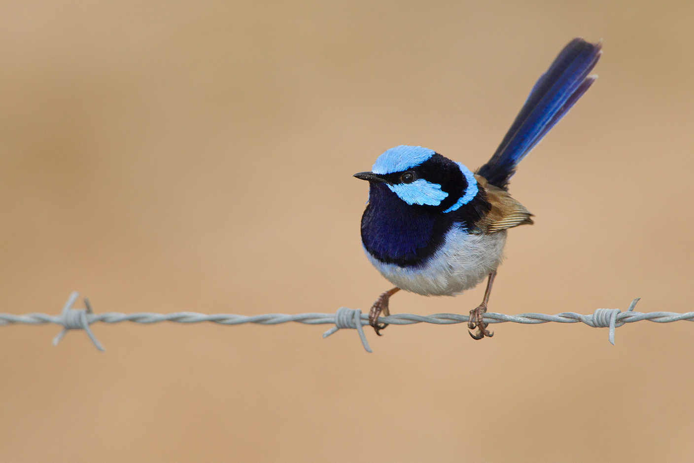 Superb Fairywren coloring #18, Download drawings