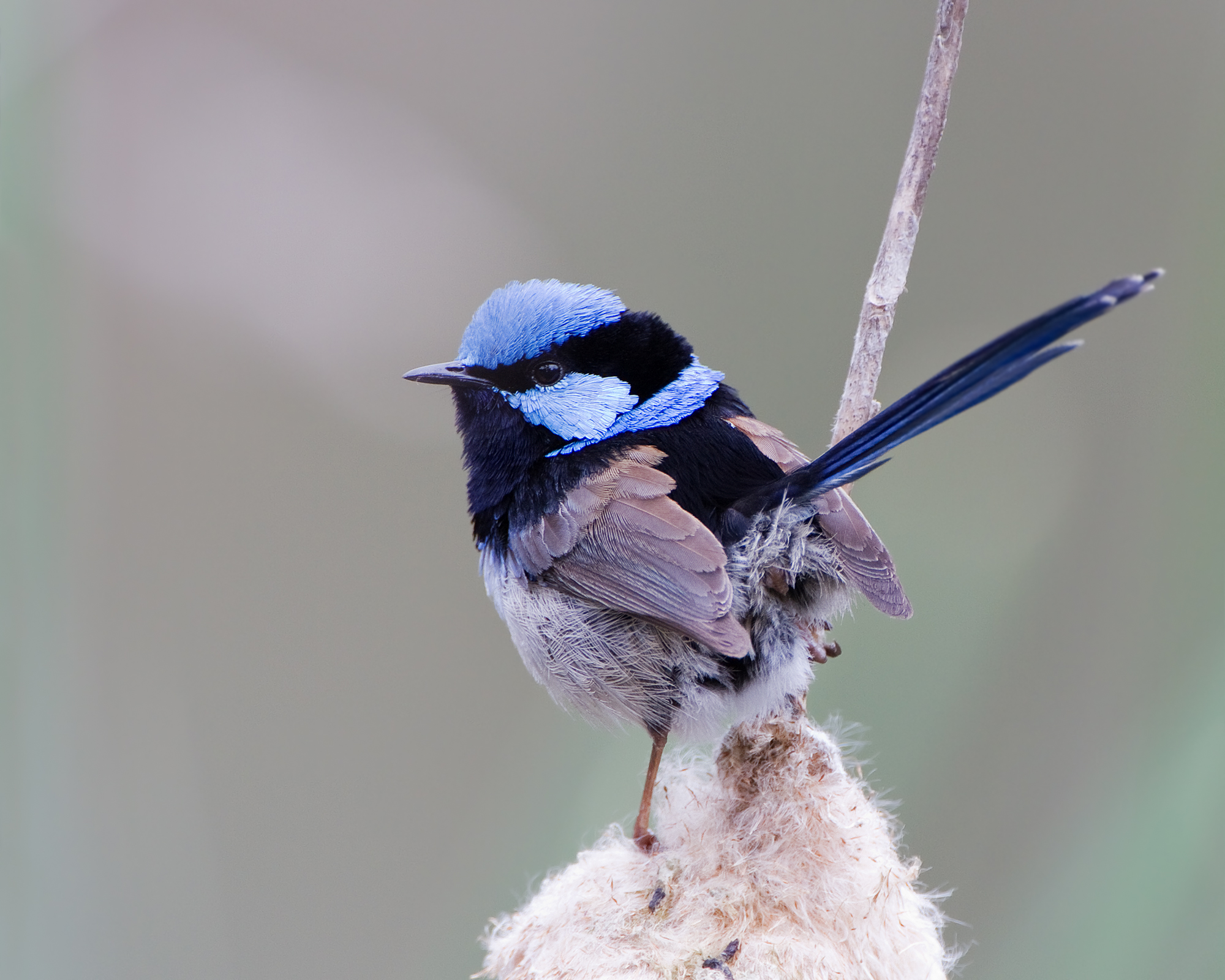 Superb Fairywren coloring #16, Download drawings