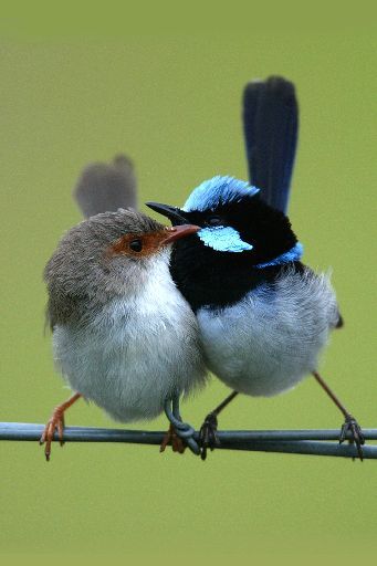 Superb Fairywren coloring #20, Download drawings