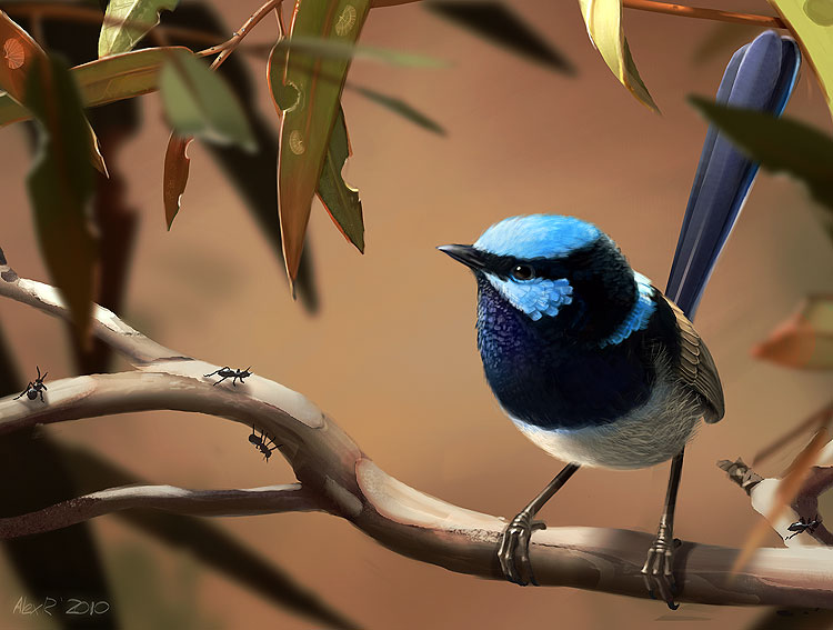 Superb Fairywren coloring #15, Download drawings
