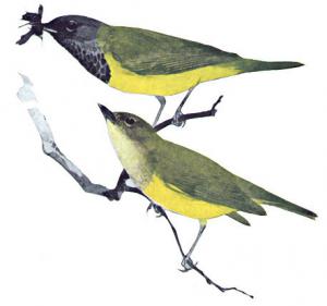 Swainson's Warbler clipart #14, Download drawings