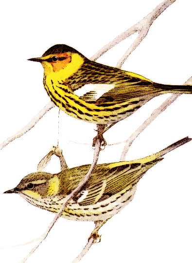 Warbler clipart #4, Download drawings
