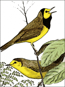 Swainson's Warbler clipart #5, Download drawings