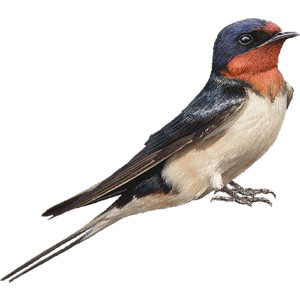 Swallow clipart #13, Download drawings