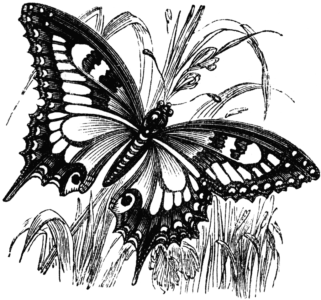 Swallowtail Butterfly clipart #1, Download drawings