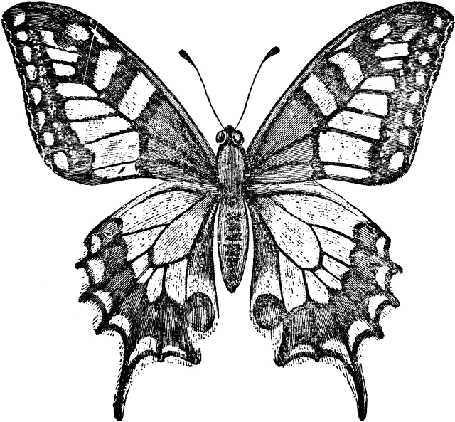 Swallowtail Butterfly clipart #12, Download drawings
