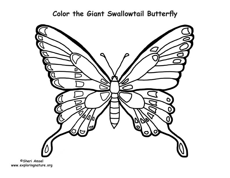Swallowtail Butterfly coloring #20, Download drawings
