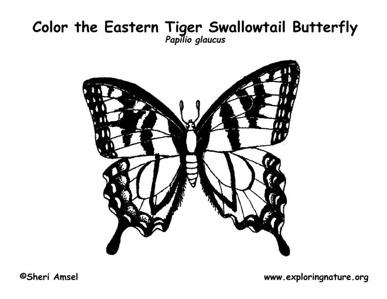 Swallowtail Butterfly coloring #16, Download drawings