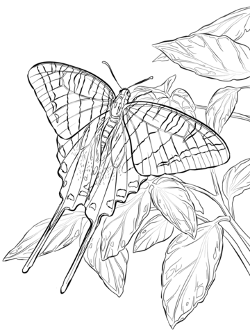 Swallowtail Butterfly coloring #12, Download drawings