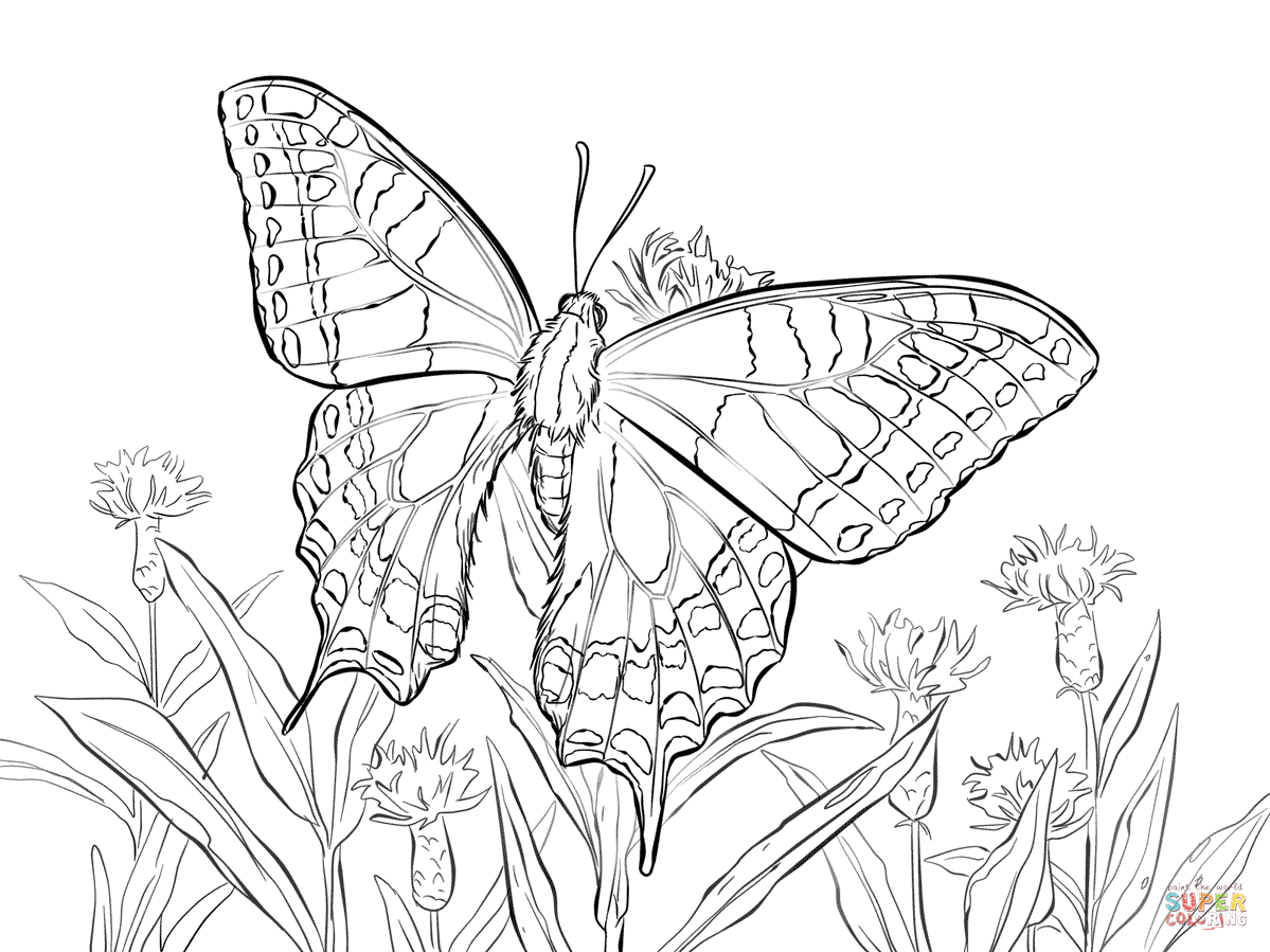 Swallowtail Butterfly coloring #5, Download drawings