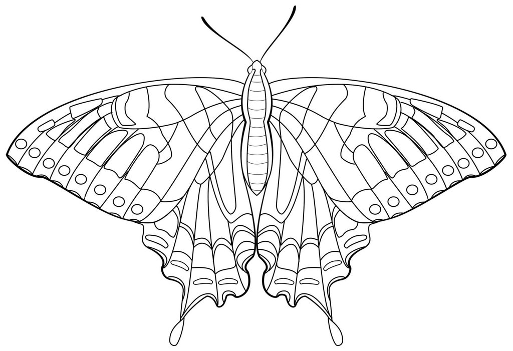 Swallowtail Butterfly coloring #8, Download drawings