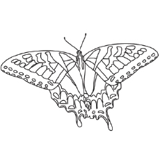 Swallowtail Butterfly coloring #10, Download drawings