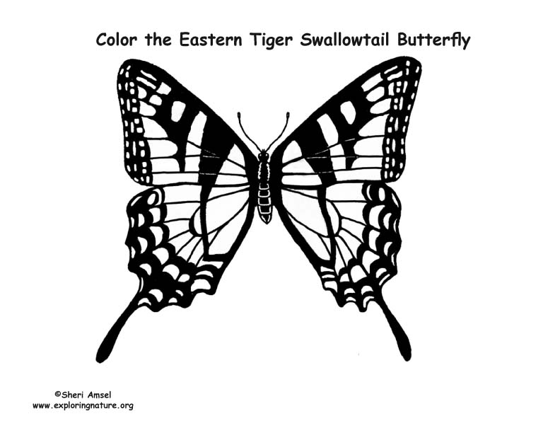 Swallowtail Butterfly coloring #11, Download drawings
