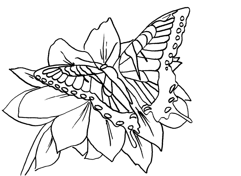 Swallowtail Butterfly coloring #17, Download drawings