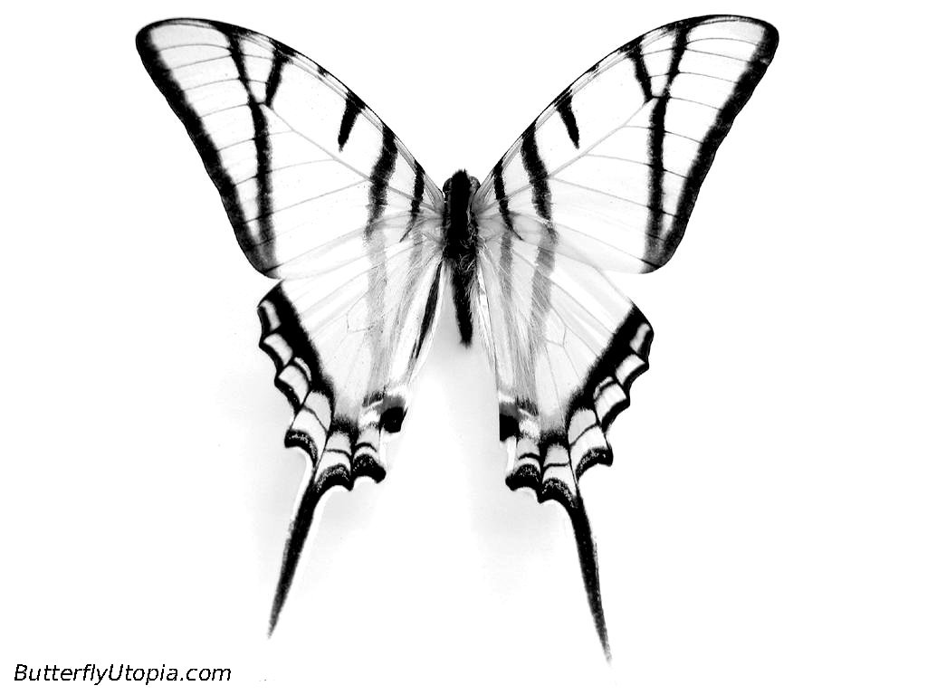 Swallowtail Butterfly coloring #1, Download drawings