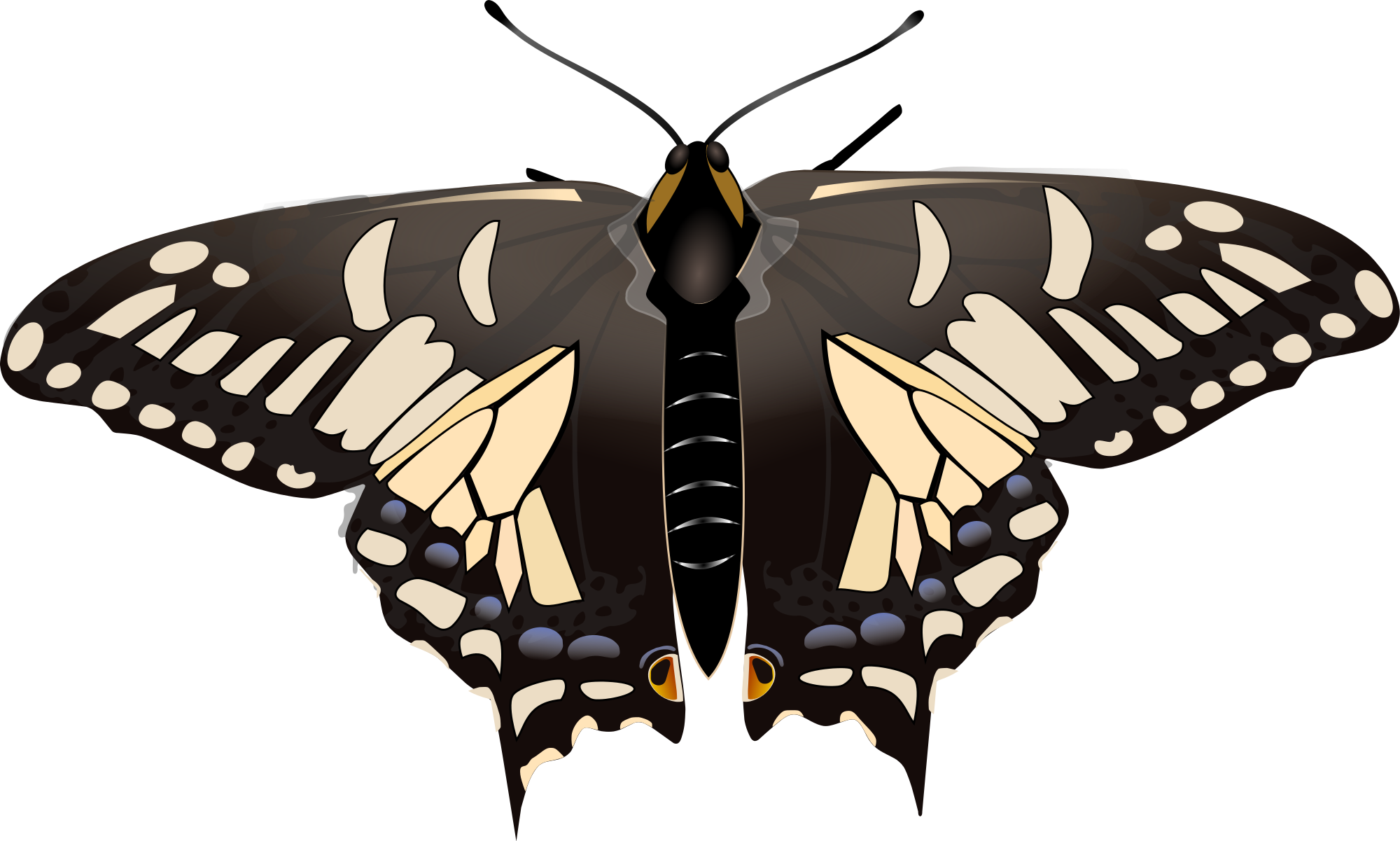 Swallowtail Butterfly svg #18, Download drawings