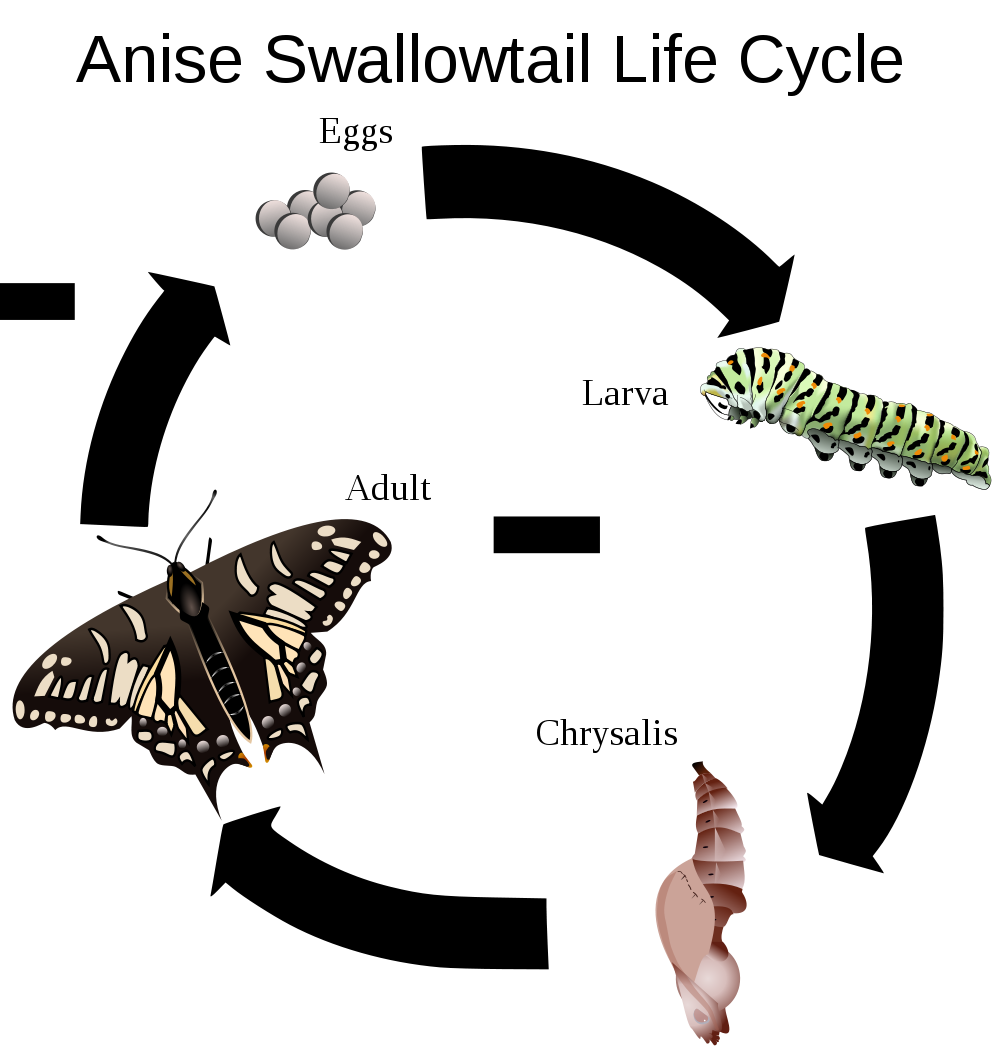 Swallowtail Butterfly svg #17, Download drawings
