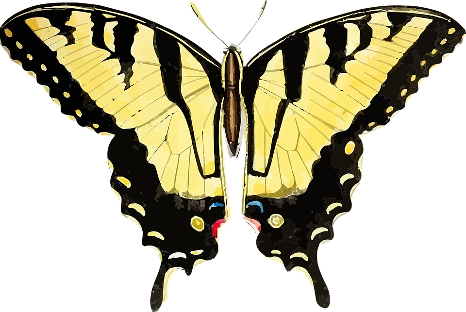 Swallowtail Butterfly svg #9, Download drawings