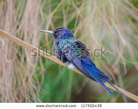 Swallow-tailed Hummingbird clipart #11, Download drawings