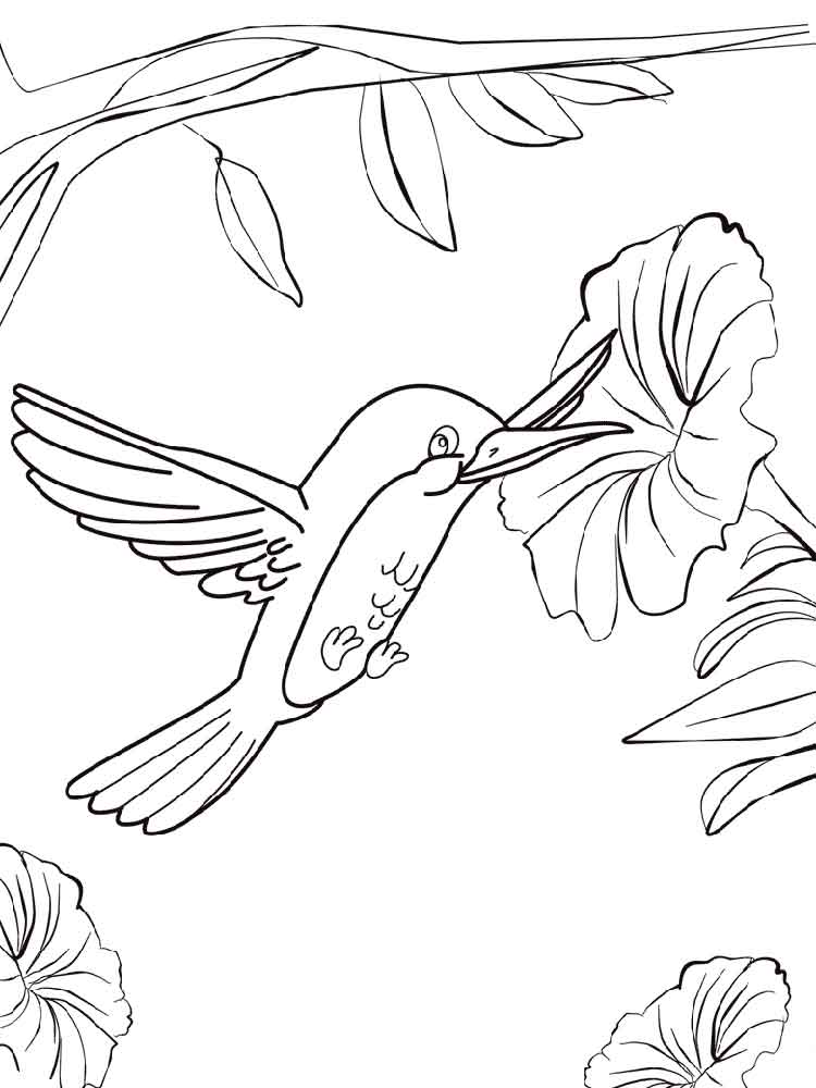 Swallow-tailed Hummingbird coloring #6, Download drawings