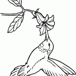 Swallow-tailed Hummingbird coloring #16, Download drawings