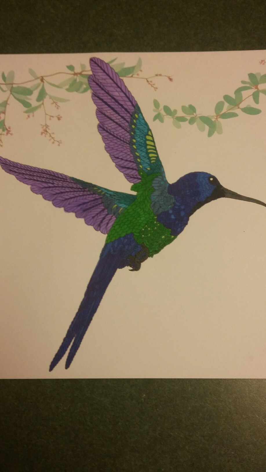 Swallow-tailed Hummingbird coloring #5, Download drawings