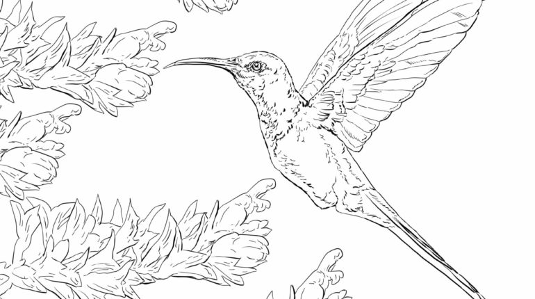 Swallow-tailed Hummingbird coloring #3, Download drawings