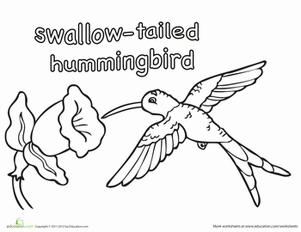 Swallow-tailed Hummingbird coloring #20, Download drawings