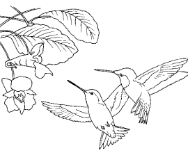 Swallow-tailed Hummingbird coloring #17, Download drawings