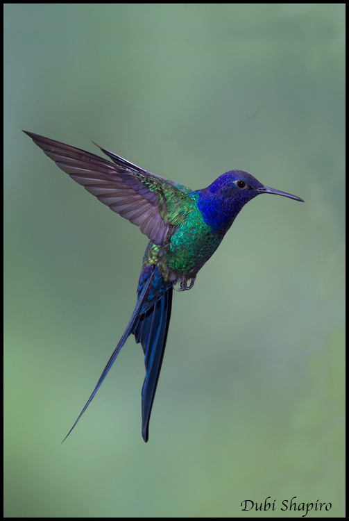 Swallow-tailed Hummingbird svg #17, Download drawings
