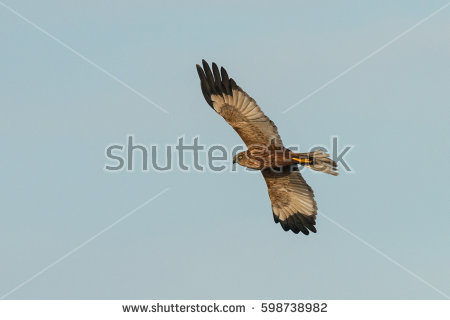 Swamp Harrier clipart #6, Download drawings