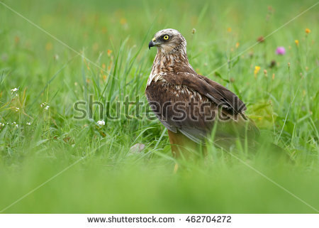 Swamp Harrier clipart #13, Download drawings