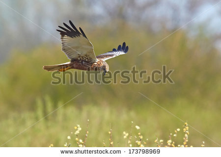 Swamp Harrier clipart #15, Download drawings