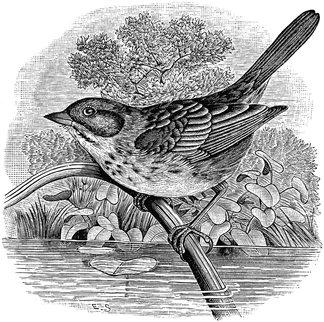 Swamp Sparrow clipart #5, Download drawings
