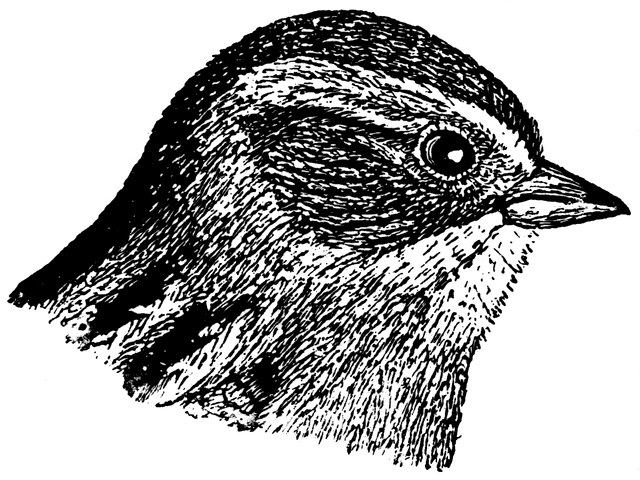 Swamp Sparrow clipart #12, Download drawings