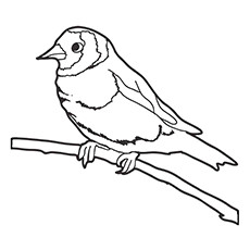 Swamp Sparrow coloring #11, Download drawings