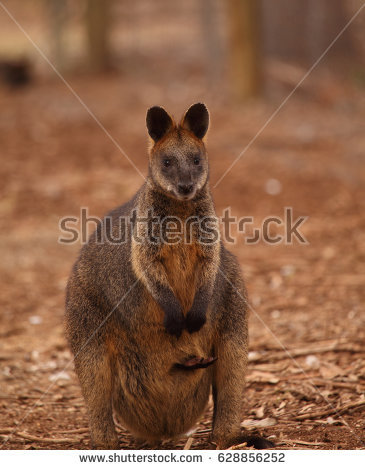 Swamp Wallaby clipart #10, Download drawings
