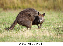Swamp Wallaby clipart #17, Download drawings