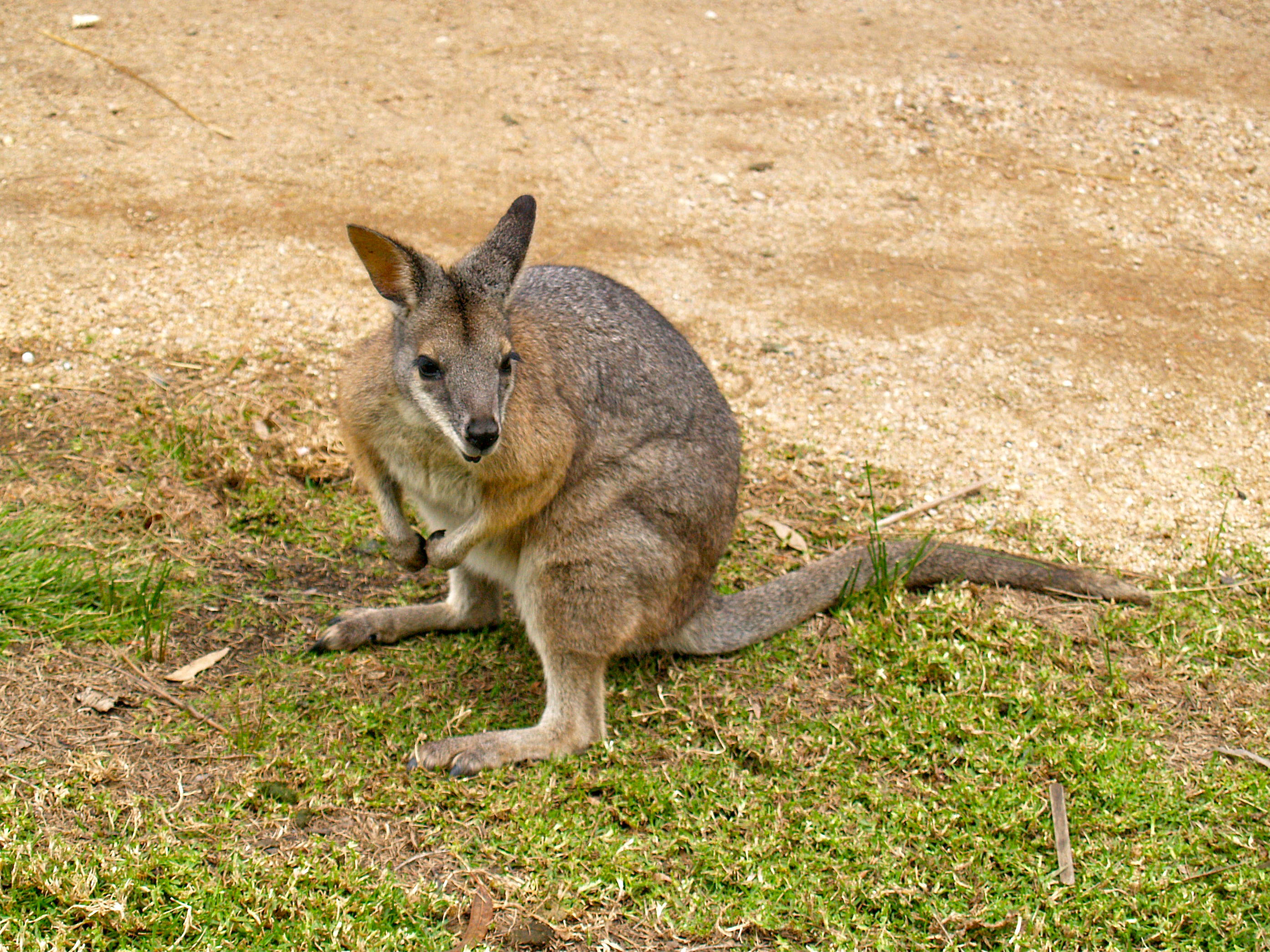 Swamp Wallaby clipart #1, Download drawings