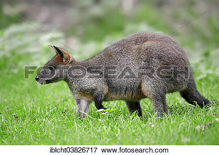 Swamp Wallaby clipart #20, Download drawings