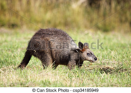 Swamp Wallaby clipart #14, Download drawings
