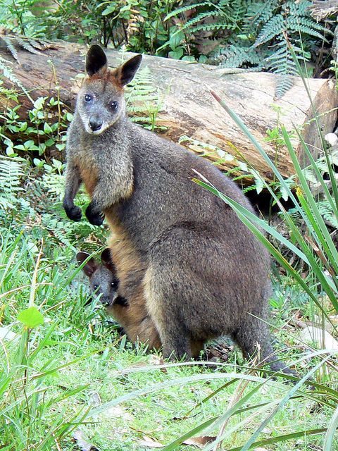 Swamp Wallaby coloring #9, Download drawings