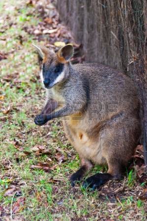 Swamp Wallaby coloring #14, Download drawings