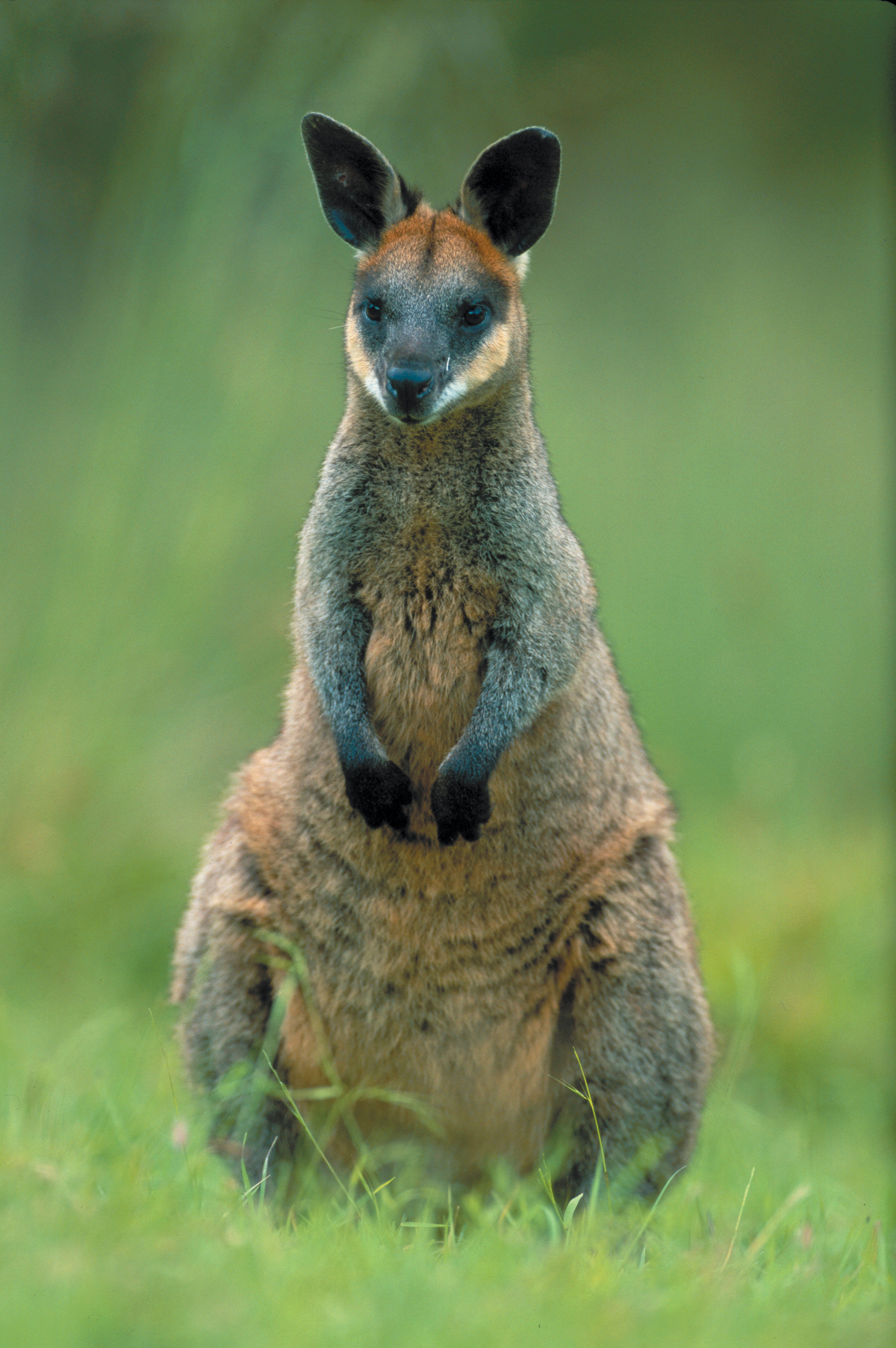 Swamp Wallaby svg #9, Download drawings