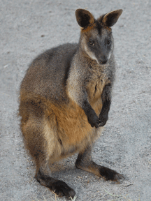 Swamp Wallaby svg #8, Download drawings