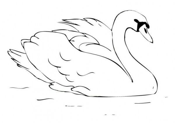 Swan coloring #9, Download drawings