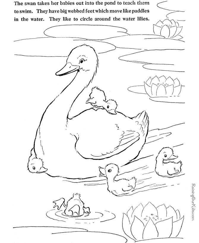 Swan coloring #14, Download drawings