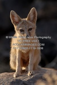 Swift Fox clipart #9, Download drawings