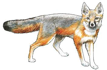 Swift Fox coloring #10, Download drawings