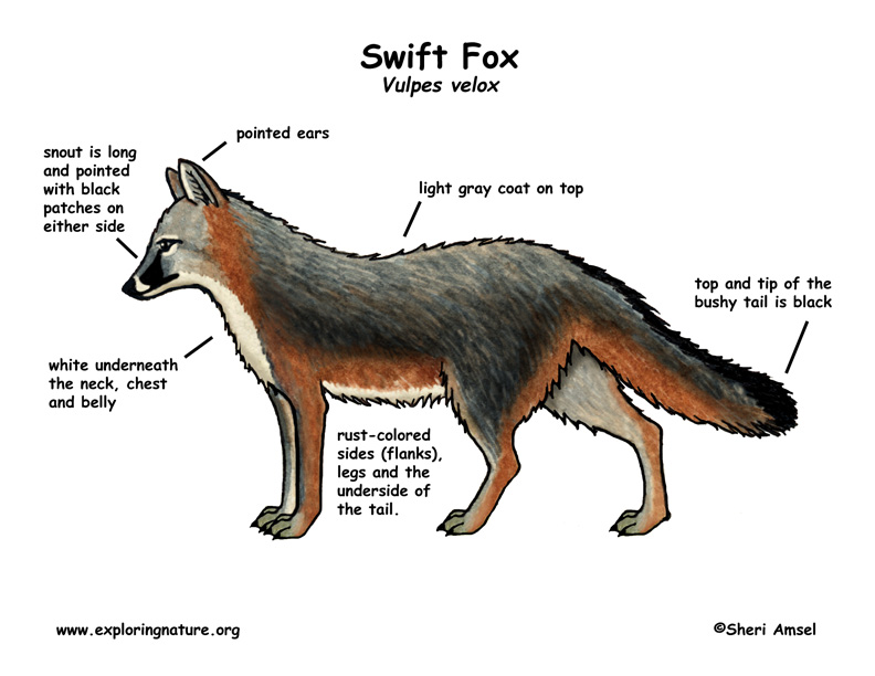 Swift Fox coloring #19, Download drawings